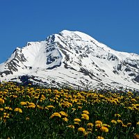 6 - Fiori di Tarassaco